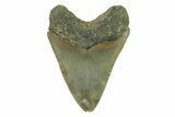 Serrated, Fossil Megalodon Tooth - North Carolina #338468-1